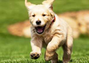Pet Exposure May Reduce Allergy And Obesity