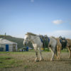The Origins Of Mongolia's Nomadic Horse Culture Pinpointed