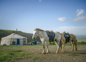 The Origins Of Mongolia's Nomadic Horse Culture Pinpointed