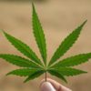 Marijuana Associated with Three-Fold Risk of Death from Hypertension