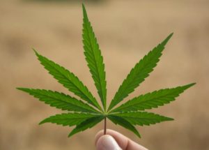Marijuana Associated with Three-Fold Risk of Death from Hypertension