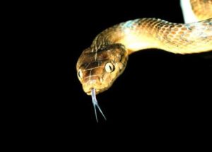 The Snake Conspiracy